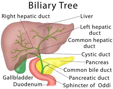 Vanishing Bile Duct Syndrome: Causes, Diagnosis, Treatment.